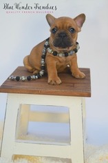 French Bulldog Puppy for sale in LOXAHATCHEE, FL, USA