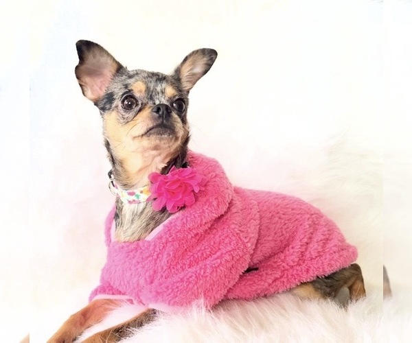 Medium Photo #8 Chihuahua Puppy For Sale in SACRAMENTO, CA, USA