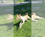 Small #1 Labrador Retriever-Shiba Inu Mix