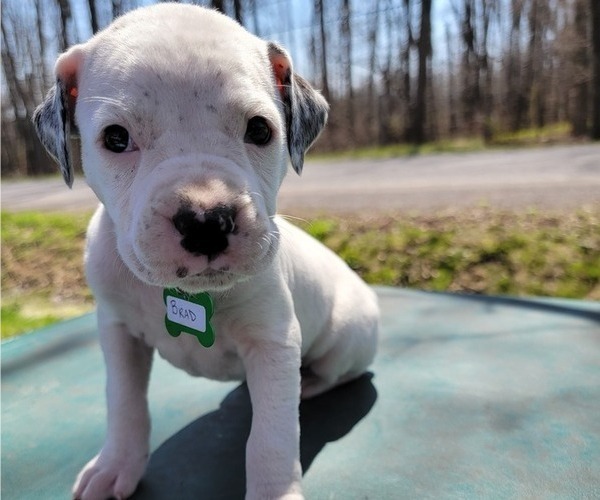 Medium Photo #5 Bullboxer Pit Puppy For Sale in NORTH ROSE, NY, USA