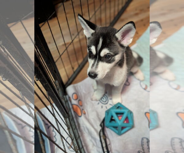 Medium Photo #7 Huskies -Unknown Mix Puppy For Sale in Holly Springs, NC, USA