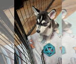 Small #6 Huskies  Mix