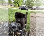 Puppy Puppy 3 Akita
