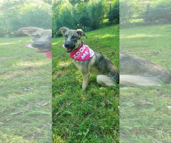 Medium Photo #4 Mutt Puppy For Sale in Bardstown, KY, USA