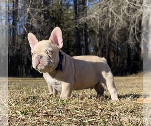 French Bulldog Puppy for sale in LOCUST GROVE, GA, USA