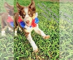Small #3 Border Collie