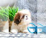 Small Photo #17 Shih Tzu Puppy For Sale in SYRACUSE, IN, USA