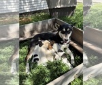 Small Photo #1 Ausky-Great Pyrenees Mix Puppy For Sale in EDNA, TX, USA