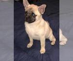 Small Photo #9 Pom-A-Pug Puppy For Sale in SEBASTIAN, FL, USA