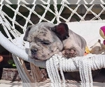 Small Photo #4 French Bulldog Puppy For Sale in CLINTON, NJ, USA