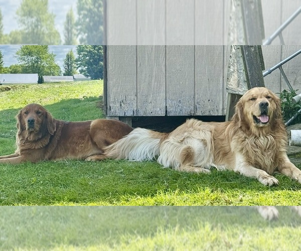 Medium Photo #17 Golden Retriever Puppy For Sale in WEST MIDDLESEX, PA, USA