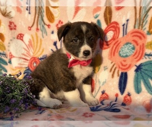 Collie-Pembroke Welsh Corgi Mix Puppy for sale in LANCASTER, PA, USA