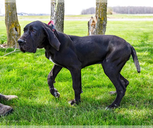 Medium Photo #6 Great Dane Puppy For Sale in WAKARUSA, IN, USA