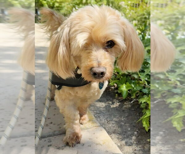 Medium Photo #2 Cock-A-Poo-Unknown Mix Puppy For Sale in Marina del Rey, CA, USA