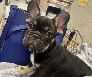 French Bulldog Litter for sale in MARYSVILLE, WA, USA