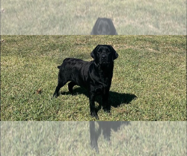 Medium Photo #1 Labrador Retriever Puppy For Sale in PASADENA, TX, USA