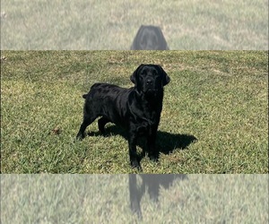 Father of the Labrador Retriever puppies born on 04/21/2026