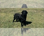 Small Photo #1 Labrador Retriever Puppy For Sale in PASADENA, TX, USA