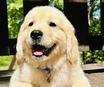 Small Photo #30 Golden Retriever Puppy For Sale in AMITY, AR, USA
