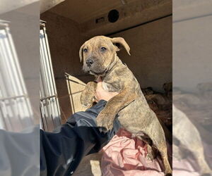 Mutt Dogs for adoption in Oklahoma City, OK, USA