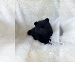 Small #1 Pomeranian