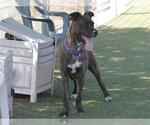 Small #2 American Pit Bull Terrier Mix