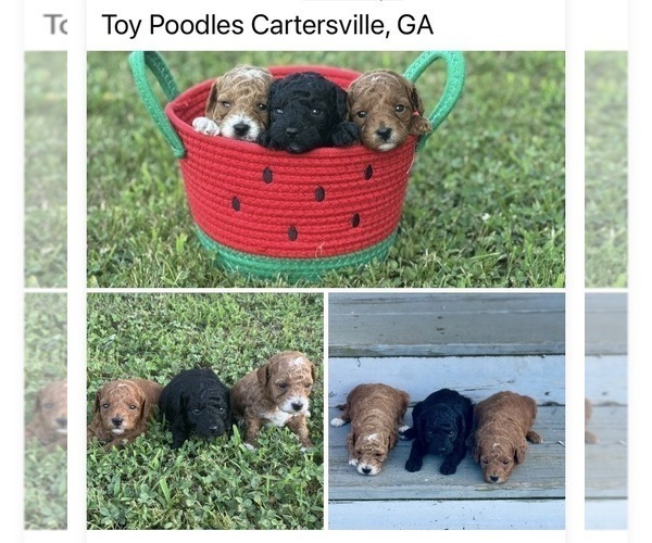 Medium Photo #1 Poodle (Toy) Puppy For Sale in CARTERSVILLE, GA, USA