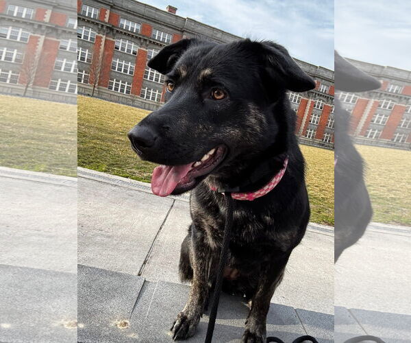 Medium Photo #2 German Shepherd Dog-Unknown Mix Puppy For Sale in Germantown, OH, USA