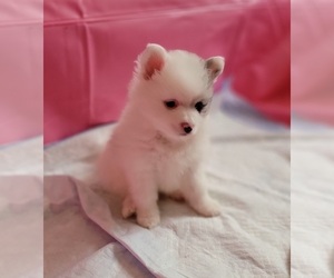 Pomeranian Puppy for sale in HENDERSON, NV, USA