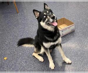 German Shepherd Dog-Huskies  Mix Dogs for adoption in Anchorage, AK, USA