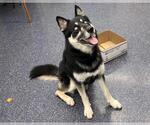 Small German Shepherd Dog-Huskies Mix