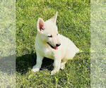 Small #4 German Shepherd Dog