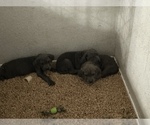 Small Photo #12 Cane Corso Puppy For Sale in RENO, NV, USA