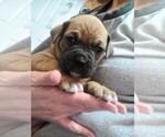 Puppy 8 Boxer