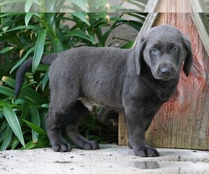 Labrador Retriever Puppy for sale in FREDERICKSBG, OH, USA