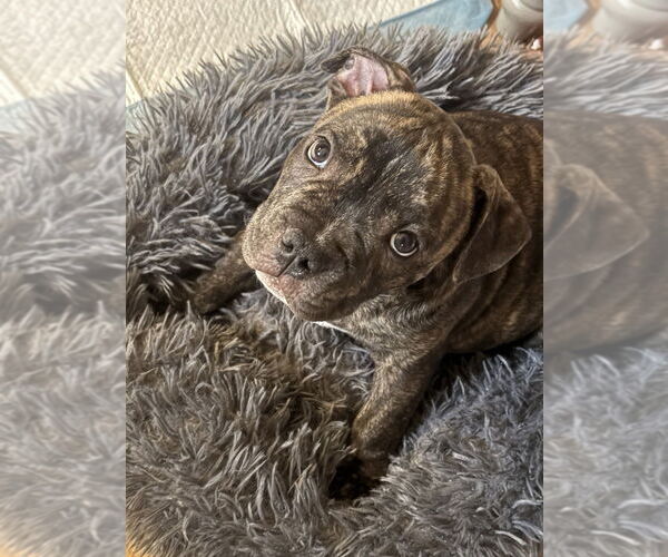 Medium Photo #2 Bulldog-Unknown Mix Puppy For Sale in Wenonah, NJ, USA