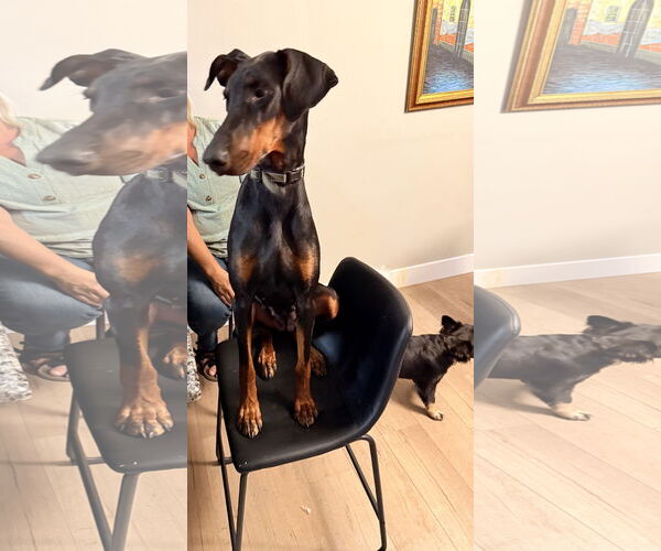 Medium Photo #4 Doberman Pinscher Puppy For Sale in Minneaoplis, MN, USA