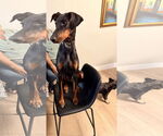 Small #3 Doberman Pinscher