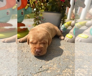 Labrador Retriever Puppy for Sale in NEOLA, West Virginia USA