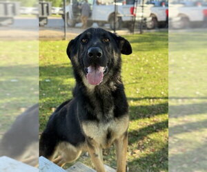 German Shepherd Dog Dogs for adoption in Sugar Land, TX, USA