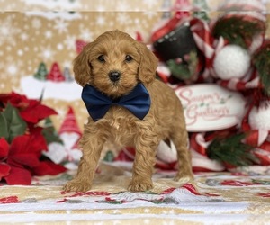 Bichpoo-Cavalier King Charles Spaniel Mix Puppy for sale in LANCASTER, PA, USA