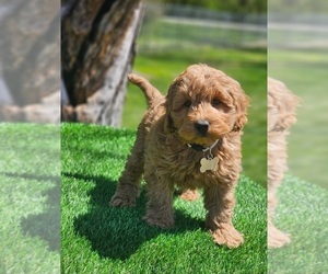 Goldendoodle Puppy for sale in INDIANAPOLIS, IN, USA