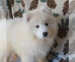 Small Photo #2 Samoyed Puppy For Sale in THORP, WI, USA