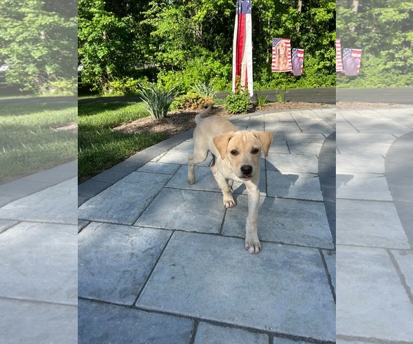 Medium Photo #4 Labrador Retriever-Unknown Mix Puppy For Sale in pomfret, CT, USA