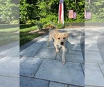 Small #3 Labrador Retriever Mix
