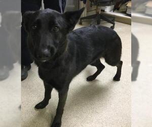 German Shepherd Dog-Unknown Mix Dogs for adoption in Riverside, CA, USA