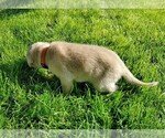 Small Photo #6 Labrador Retriever Puppy For Sale in MC COOK, NE, USA