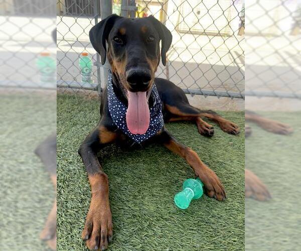 Medium Photo #1 Doberman Pinscher Puppy For Sale in Downey, CA, USA