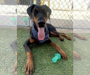 Doberman Pinscher Dogs for adoption in Downey, CA, USA