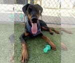 Small Doberman Pinscher